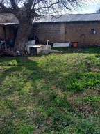 Самостоятелни къщи в Месуни, Родопите